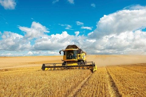 Combine harvester harvesting barley, endless cornfield, blue sky with cumulus clouds, Saalekreis,