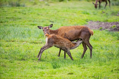 Red deer (Cervus elaphus) cow with calf captive Germany