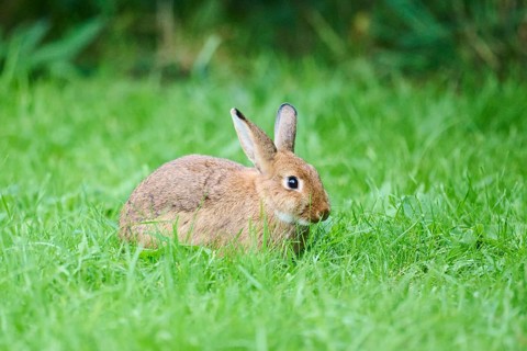 Domesticated rabbit (Oryctolagus cuniculus domesticus) on a meadow, Franconia, Bavaria, Germany,