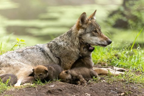 Wolf mother sitting in the grass with her pups, a pup cuddles up to her neck, European grey gray