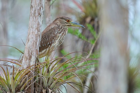 Night heron (Nycticorax nycticorax), young bird on Bromelia, spring, Everglades National Park,