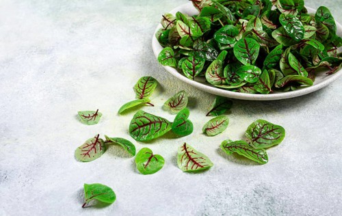 Sorrel bloody Mary, fresh baby sorrel leaves, with red veins, micro-greens, on a plate