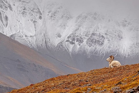Dall sheep, Alaska snow sheep, Ovis dalli, lying in front of snow-covered mountains, Brooks Range,