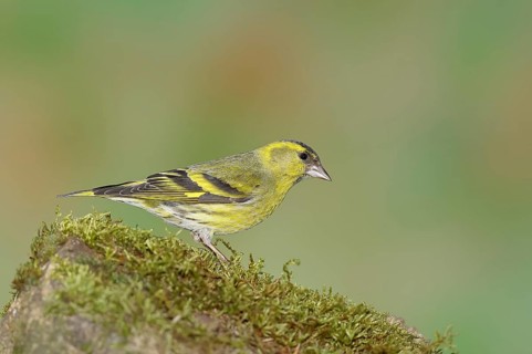 Eurasian siskin (Carduelis spinus), male sitting on a moss-covered stone, Wilnsdorf, North