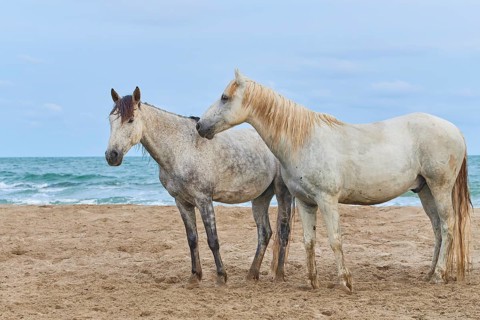 Two white Camargue horses standing on a sandy beach with a background of sea and sky, Camargue,