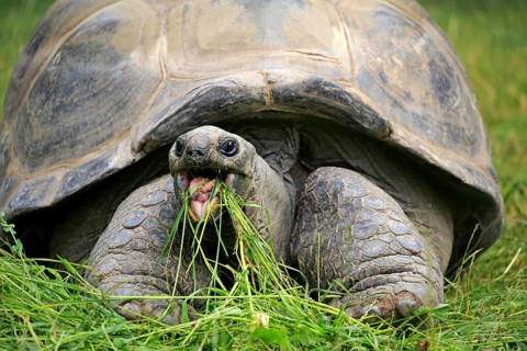 Aldabra giant tortoise, Seychelles giant tortoise (Aldabrachelys gigantea), adult, feeding,