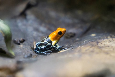 Poison dart frog (Ranitomeya fantastica), captive, Germany, Europe