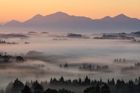 Morning fog over trees, mountains, near Bad Kohlgrub, Bavarian Alps behind, Bavaria, Germany,