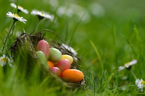 Sugar eggs in an Easter nest in the meadow with daisies