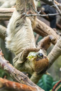 Hoffmann's two-toed sloth (Choloepus hoffmanni) hanging on a tree, captive, Germany, Europe