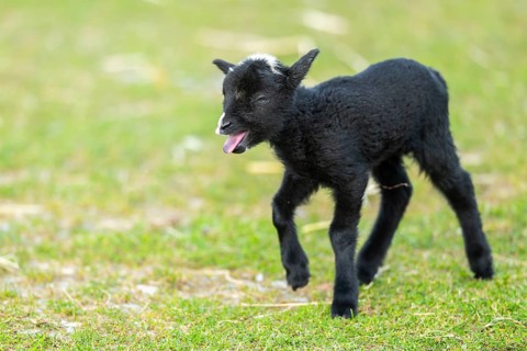 Domestic sheep (Ovis orientalis aries), lamb, with black fur standing on a meadow, Bavaria,