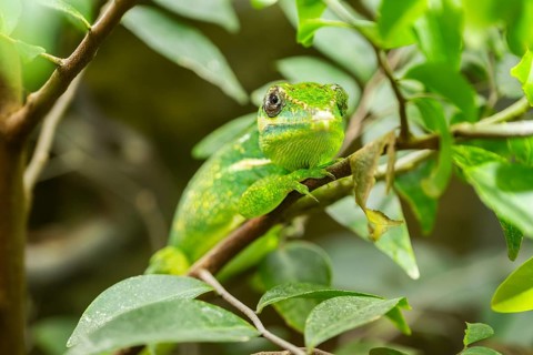 Mediterranean chameleon (Chamaeleo chamaeleon) in a tree, captive, Germany, Europe