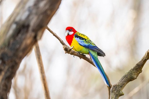 Eastern rosella (Platycercus eximius) sitting on a branch, Bavaria, Germany, Europe