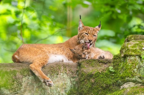Eurasian lynx (Lynx lynx) mother with her youngsters (cubs) in a forest, Bavaria, Germany, Europe