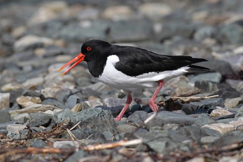 Oystercatcher (Haematopus ostralegus) calling on the riverbank, Lapland, Norway, Scandinavia,