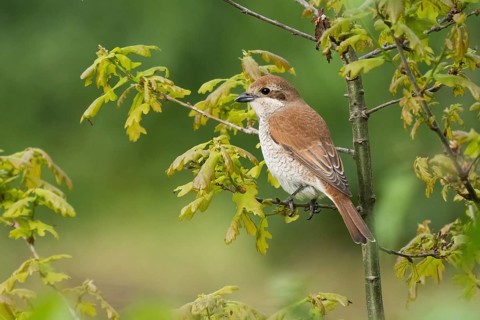 A Red-backed shrike (Lanius collurio), female animal, sitting on the twig of a young Oak tree with