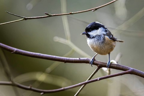 Marsh Tit, Poecile palustris, bird in forest at winter sun