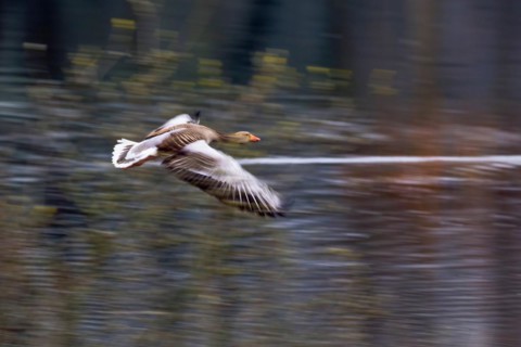 Greylag goose (Anser anser) In flight with slight motion blur against a blurred background, Hesse,