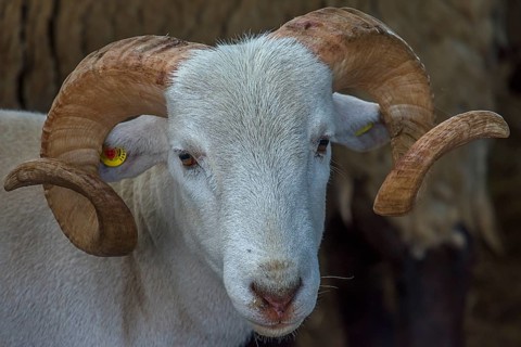 Portrait of a horned, white Moorschnucke (Ovis aries), shorn, Mecklenburg-Vorpommern, Germany,