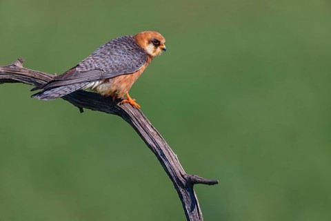 Red-footed Falcon, (Falco vespertinu), perching station, falcon family, Tower Hide, Tiszaalpár,