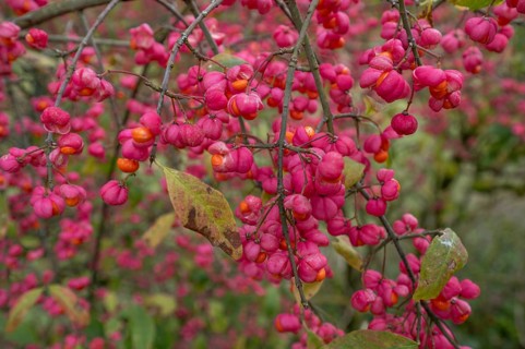 Blossoms of the common spindle bush (Euonymus europaeu) s, Bavaria, Germany, Europe