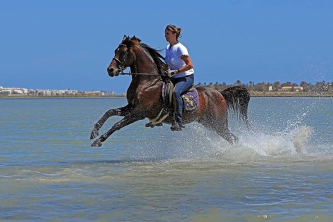 Riding holiday, Djerba, Tunisia, swimming with horses, riding, sea, Africa