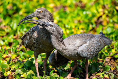 Plumbeous ibis (Harpiprion caerulescens) Pantanal Brazil
