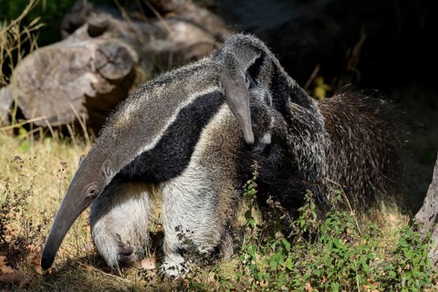 Giant Anteater (Myrmecophaga tridactyla), with young, captive, Germany, Europe