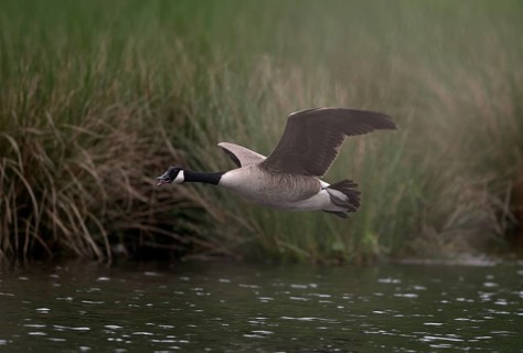 Canada goose (Branta canadensis) flying over water at the edge of a reed, Lower Rhine, North
