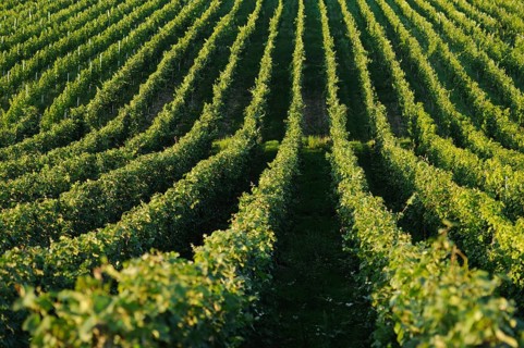 Landscape of a vineyard in the evening light, Germany, Europe
