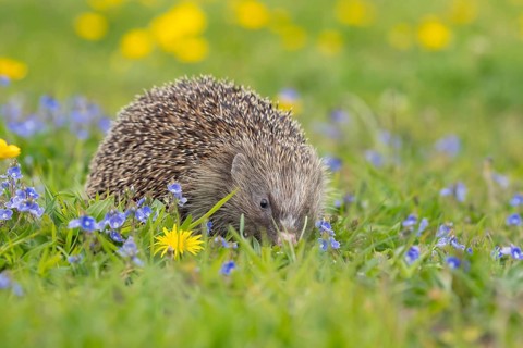 European hedgehog (Erinaceus europaeus) adult animal in a spring meadow with flowering Buttercup