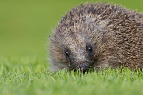 European hedgehog (Erinaceus europaeus) adult animal on an urban garden grass lawn, England, United