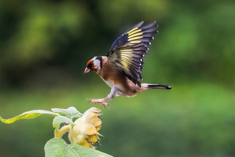 Goldfinch (Carduelis carduelis) approaching a yellow flower, sunflower, with outspread wings,