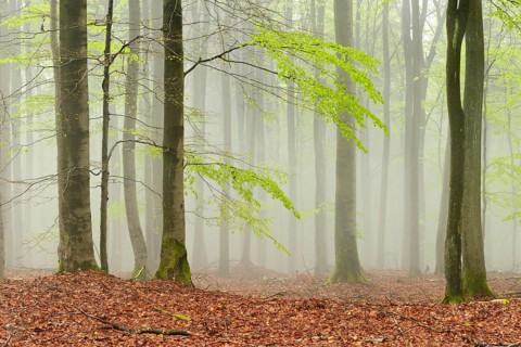 Untouched beech forest with fog in early spring, first tender green leaves, Kellerwald-Edersee