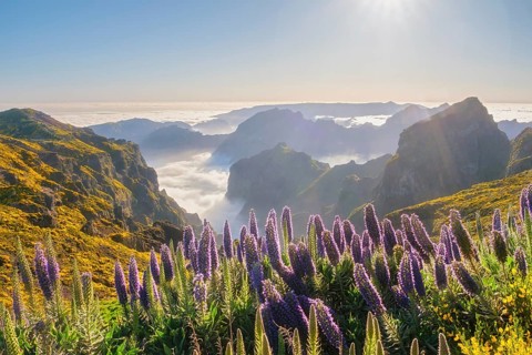 View from Pico do Arieiro of mountains over clouds with Pride of Madeira flowers and blooming