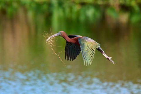 Glossy ibis, (Plegadis falcinellus), in flight over water, carrying branches in its beak, likely