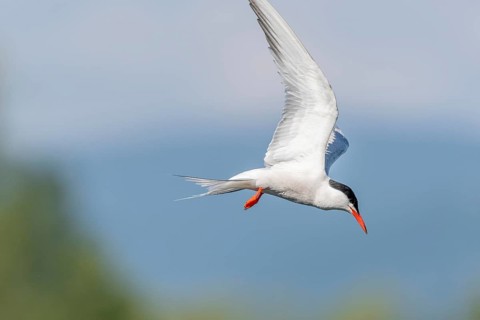 Common tern (Sterna hirundo) hovering over a marsh. Bas Rhin, Alsace, France, Europe