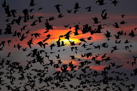 Barnacle geese, barnacle geese (Branta leucopsis), flock flying in the sky at sunset,