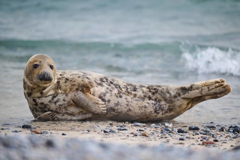 Grey seal (Halichoerus grypus) on the beach on the edge of the water with the sea in the