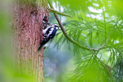 Great spotted woodpecker (Dendrocopos major), female feeds almost fledged young bird in the