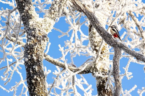 Great spotted woodpecker (Dendrocopos major), female hopping on a branch covered with hoarfrost,