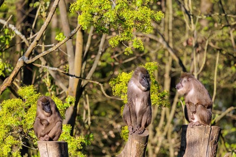 Three Drills (Mandrillus leucophaeus) sit high up on the three stumps of a cut tree and enjoy the