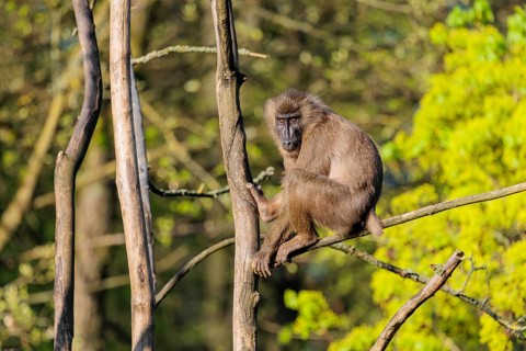 A female Drill (Mandrillus leucophaeus) sits high up in a tree and enjoys the early sunlight. A