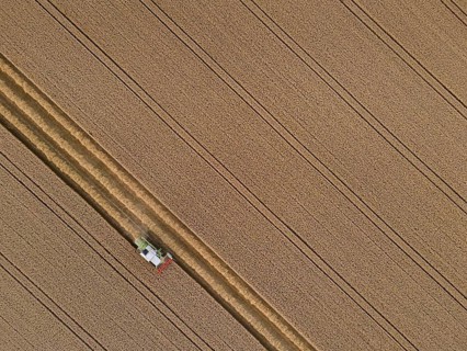 A combine harvester harvests a grain field near Frankfurt am Main. (Aerial photo with a drone),