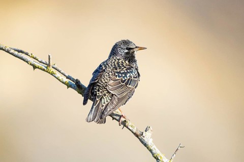 Common starling (Sturnus vulgaris) Germany