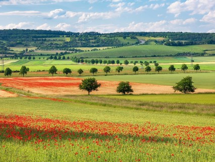 Typical landscape, fields with poppies, vineyards and tree avenues under a blue sky with clouds,