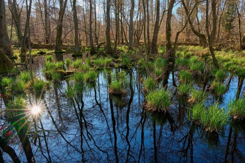 Sunlight reflected in the calm waters of a riparian forest, surrounded by thin trees and grasses,