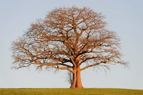Oak (Quercus), bare gnarled solitary tree in the light of the morning sun, blue sky, North