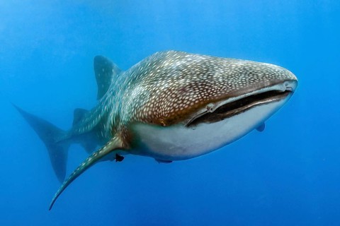 Underwater photo of great whale shark (Rhincodon typus) harmless plankton eater swimming through