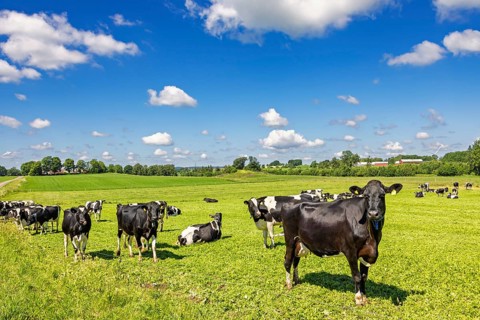 Dairy cows on a grassy meadow in a beautiful sunny rural landscape view in the summer, Sweden,
